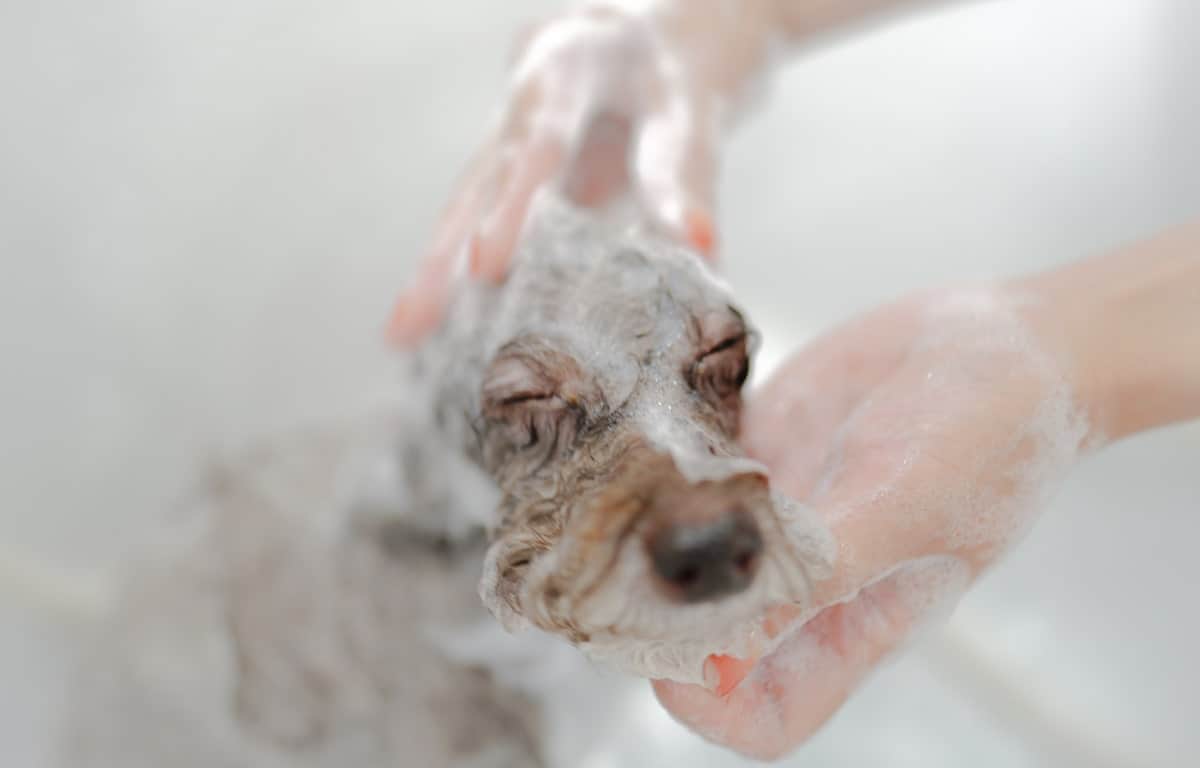 東京都世田谷区駒沢公園のトリミングサロンdog salon freesia