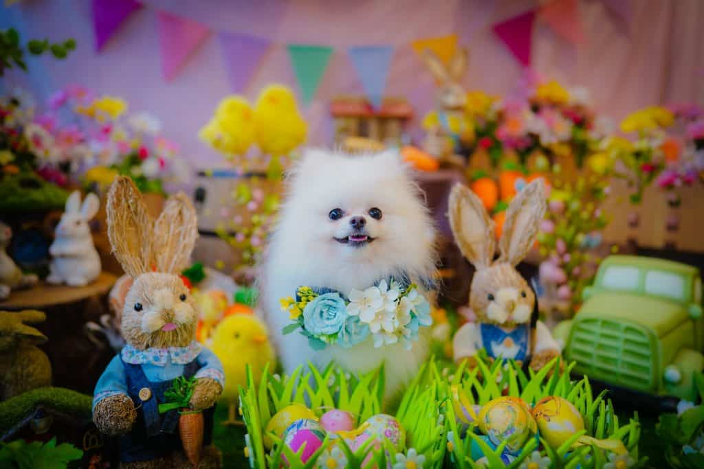東京都世田谷区駒沢公園のトリミングサロンdog salon freesia