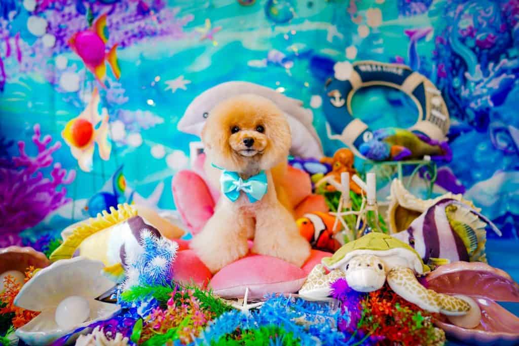 東京都世田谷区駒沢公園のトリミングサロンdog salon freesia